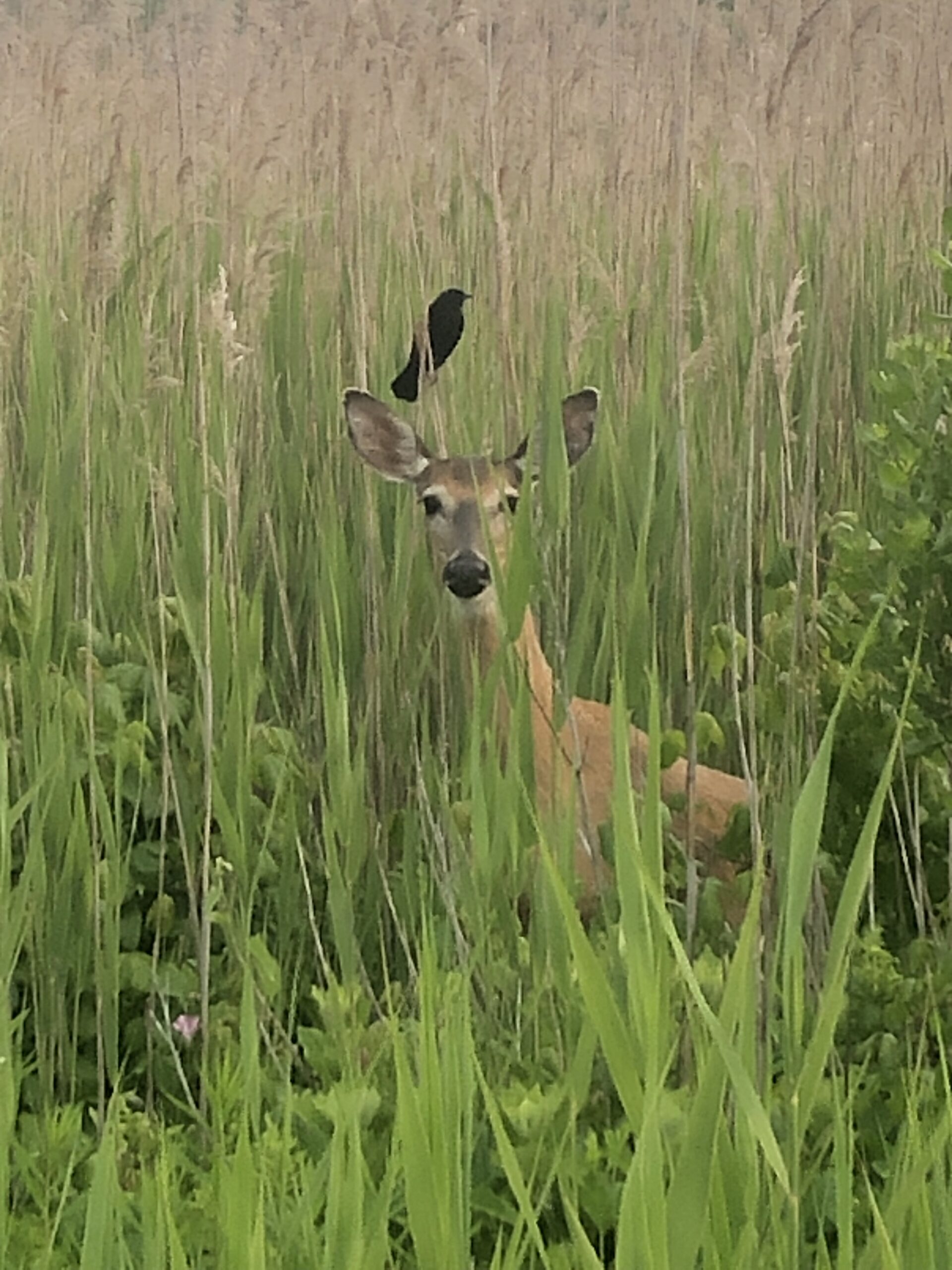 Deer by Wesquage Pond by Chris Mannix